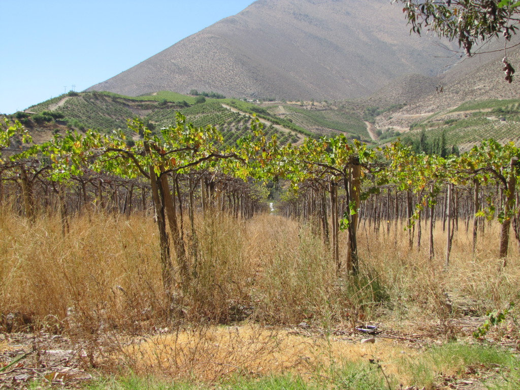 Pisco vineyards, Vicuña