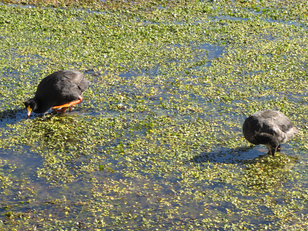 Giant coots