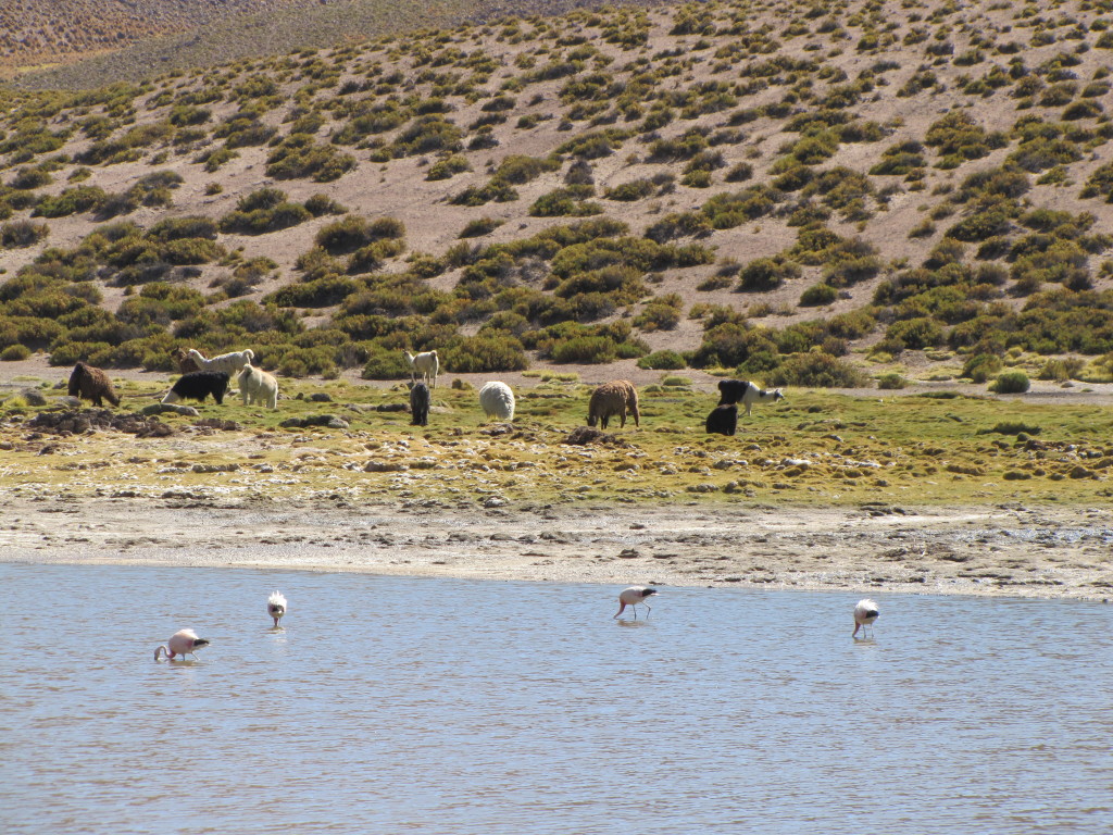 Flamingos AND llamas?!